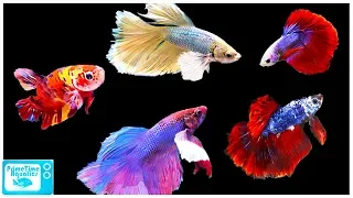 Download Betta Fish Care Guide: Everything You Need to Know! MP3