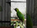 Download Lagu Kalimantan Berau ! Cucak Ijo Trotol Hiper | Chloropsis Sonnerati #shorts