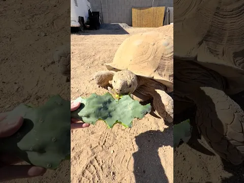 Ike coming up from his burrow 😎🐢