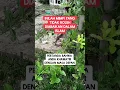 Download Lagu inilah mimpi yang tidak boleh diabaikan dalam islam #trending #fyp