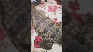 تمساح النيل Rajo بسم الله ماشاء الله 