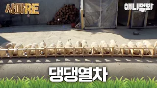 [사파RE] 복사+붙여넣기 19번 누른 거 아니야?! 끝없이 나오는 19꼬물이들🐶 #동물농장 #animalfarm