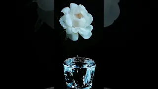 صوت القطرات 