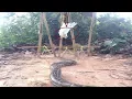 Awesome Big Snake Trap Using Cage Trap - How To Make Big Python Snake Trap Work 100