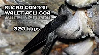 suara panggil walet asli goa fey rzky walet