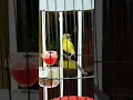 Download Lagu MANTAP.. PLECI GACOR #pleci #plecigacor #plecibuxtoni #pleci #birds #bird #nature #short #shorts