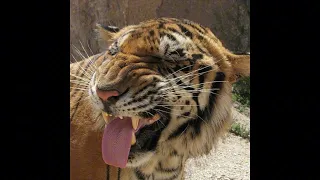 Gnaw By Alex G But Only The Last Part Of The Song 