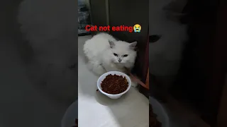 My Cat Not Eating Food II Not Eating Short Ytshorts Shorts 