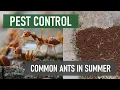 5 Most Common Ants to Invade Your Home Property this Summer