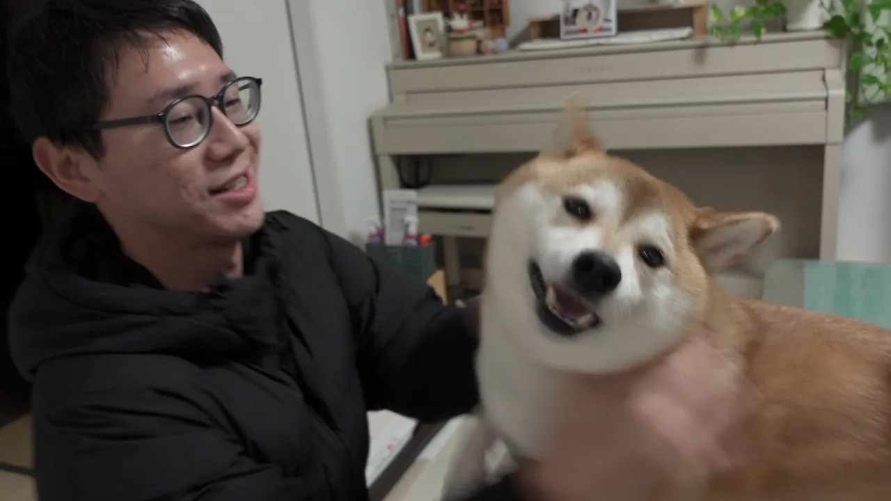 大好きな人との再會で感情が追いつかない柴犬が可愛すぎる