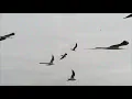 Discovery Zone - Dance II (Vince Dolphin Remix) Official Video