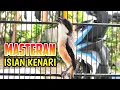 Download Lagu MASTERAN CENDET ISIAN KENARI KAPAS TEMBAK DAN LOVEBIRD, MASTERAN MUDAH DITIRU