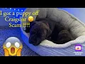 How I got my puppy from Craigslist