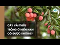 Lagu Cây vải thiều trồng ở miền Nam có được không?┃Nông Sản ND