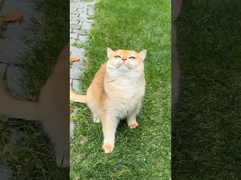 Don’t be so quick to judge🥺 #cat #cats