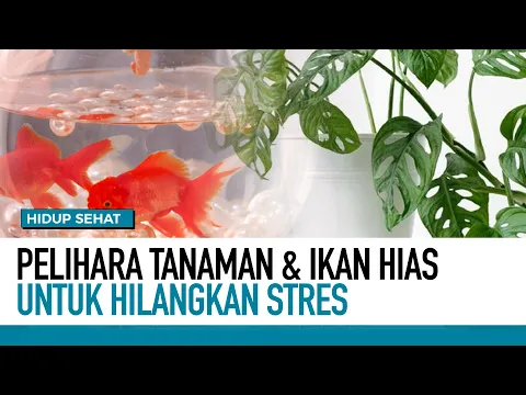 Ikan Hias & Tanaman di Dalam Rumah Pengaruhi Suasana Hati | Tips Sehat