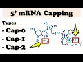 5 mRNA Capping - mRNA post-transcriptional