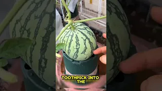 Why Farmers Stick Toothpicks In Watermelons Genius Farming Hack 