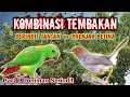 Download Lagu suara kombinasi serindit dan prenjak betina,masteran burung