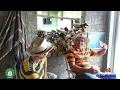 Download Lagu Bandido Gente Boa #piada #comedy #humor