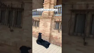 ترند السفر Travel Shorts 