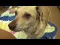 URGENT Rescue NEEDED Shirley Terrier 7 yr