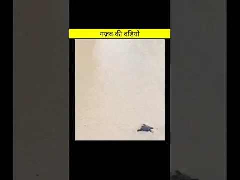 ग़जब की वडियो | amazing facts / facts in hindi #shorts