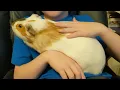 The World s Largest Guinea Pig