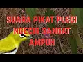 Download Lagu suara pikat pleci ngecir