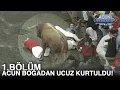 Download Lagu Acun boğadan ucuz kurtuldu! | Acun Firarda 1. Bölüm MP3