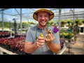 How to Propagate any Plant Multiply Your Plants for Free