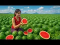 Download Lagu TIMELAPSE :Harvesting Many Giant Watermelons from Villagers Goes to Market Sell | Farm Life