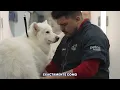Conoce la experiencia premium de Grooming Salon en Petco