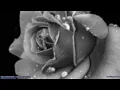 Suki Waterhouse - Nostalgia (Lyrics) - Full Audio, 4k Video