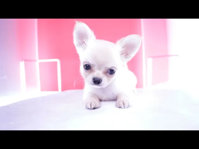 動画