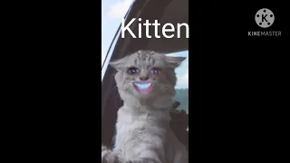 نطق كلمه قطه و صغيرتها بالإنجليزية  نطق كلمه قطه و صغيرتها بالإنجليزية