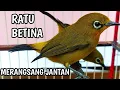 Download Lagu PLECI BETINA Perangsang bunyi