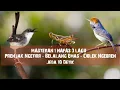 Download Lagu Masteran Mewah | Prenjak Ngetirr - Belalang Emas - Ciblek Ngebren 