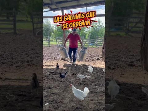 LAS GALLINAS QUE SE ORDEÑAN # #viral #shorts