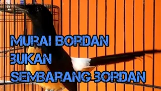 Download murai Bordan gacor isian sekebon || pancingan ampuh untuk segala jenis murai MP3