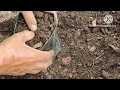 "How to Get Gorgeous Flowers in New Geranium Plants: Care Tips & Growth Secrets"