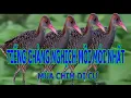 Download Lagu Tiếng chàng nghịch mồi mới nhất #3 | Chim Cảnh Hoài ÂN