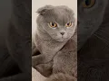 Download Lagu Sister Minnie will not let me pet Winnie #funnycatvideos #funnycats