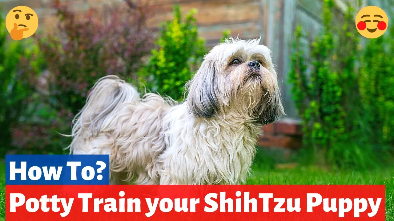 How To Potty Train a Shih Tzu Puppy [EASY METHODS]