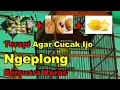 Lagu Terapi Agar Cucak Ijo Ngeplong Bersuara Keras