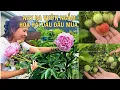 Download Lagu Nay ngoài vườn xum xuê hoa trái, dâu tây sai triểu quả thấy mê