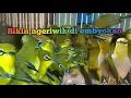 Download Lagu Terapi pleci agar ngeriwik di ombyokan Download Lagu Terapi pleci agar ngeriwik di ombyokan