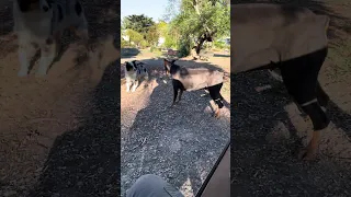 #fyp #dream #doberman #pets #youtube