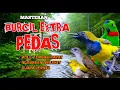 Download Lagu Masteran  BURCIL EXTRA PEDAS materi lomba full tembakan ngebreen nylekit kesukaan juri