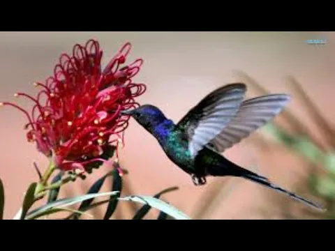 Hummingbirds in Flight The Amazing Hummingbird Flying Motion in Nature